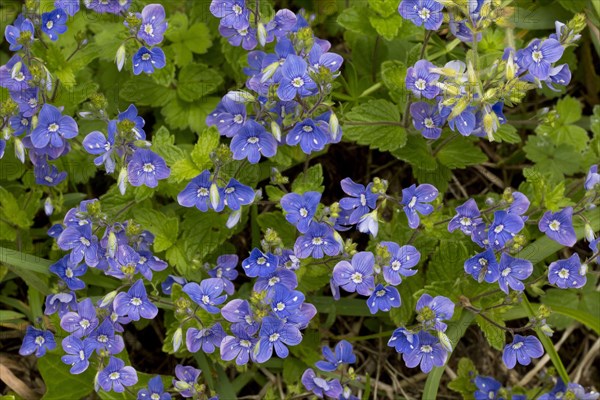 Germander Speedwell