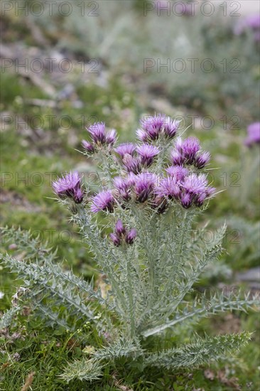 Pyrenean Thistle