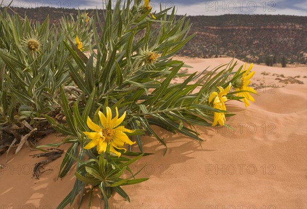 Flowering Badlands muleteers