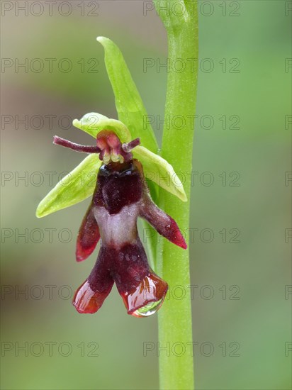 Fly orchid