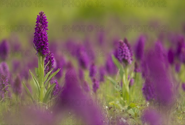 Southern Marsh Orchid