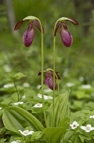 Stemless Lady's Slipper