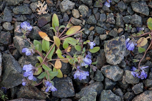 Divaricate Phacelia