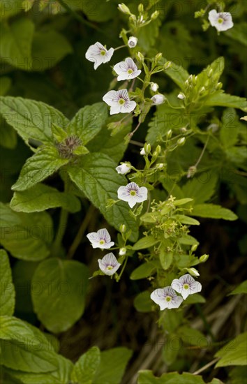 Flowering speedwell