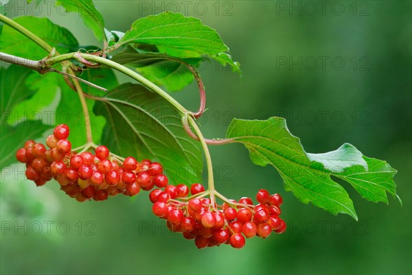 Guelder Rose