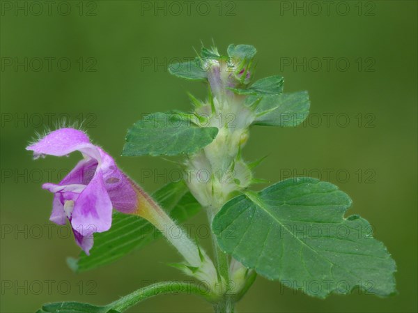 Large-flowered large-flowered hemp-nettle