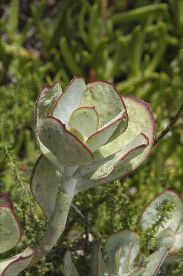 Round-leafed navel-wort