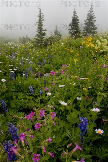 Alpine wildflowers