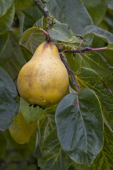 Quince fruit