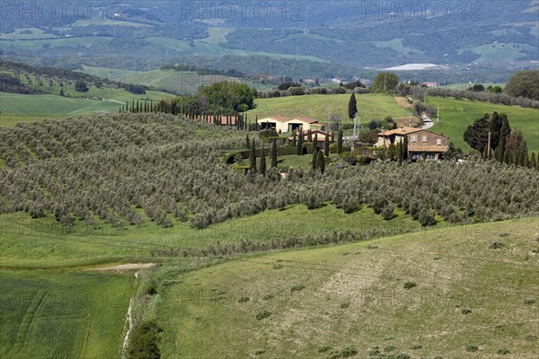 Tuscany with mediterranean cypress