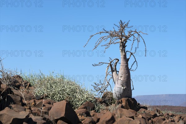 Bottle Tree