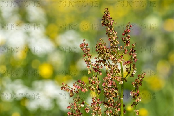 Common sorrel