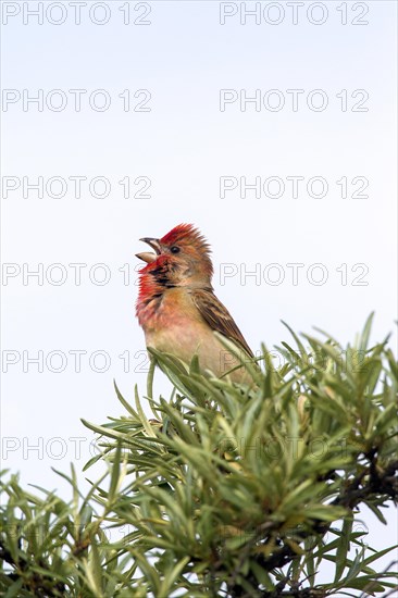 Common rosefinch