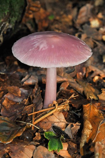 Rose Bonnet