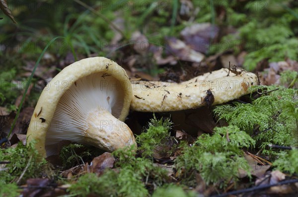 Grubby White Fir Millet