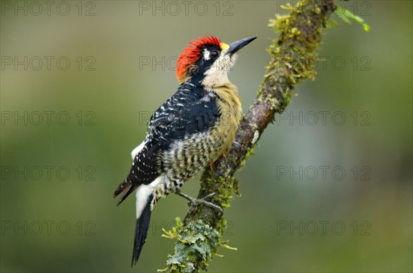 Black-cheeked Woodpecker