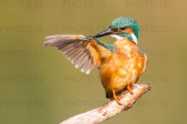 Kingfisher