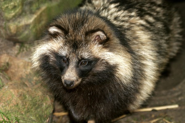 Tanuki