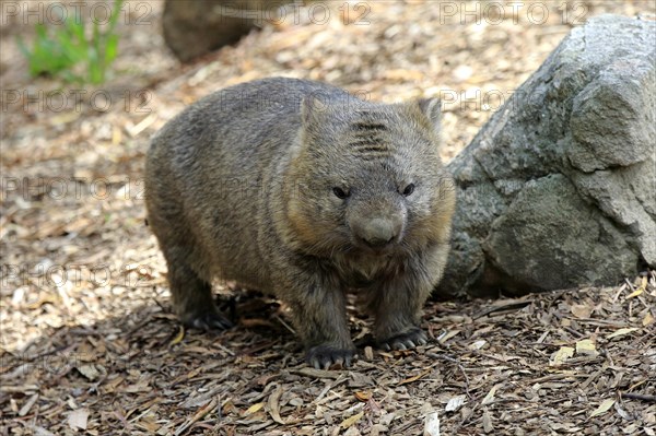 Common common wombat