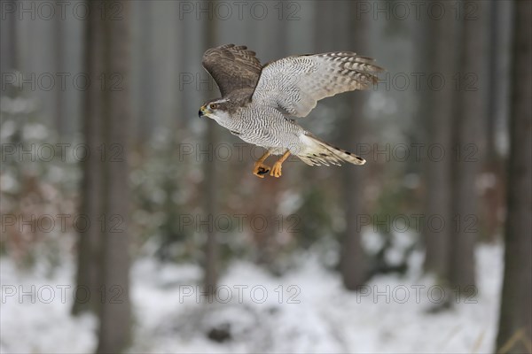 Northern goshawk