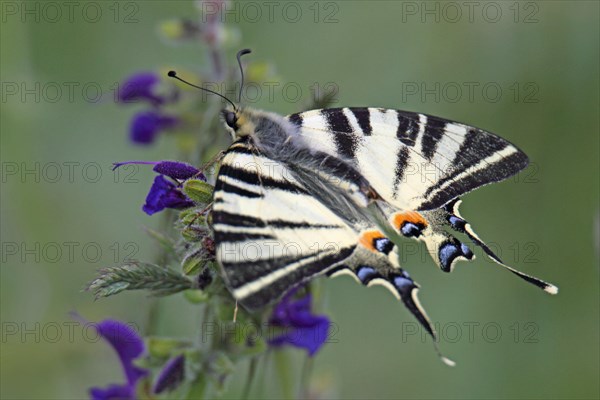 Sail butterflies