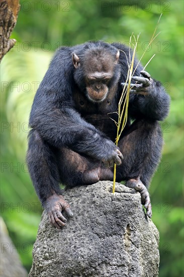 Chimpanzee