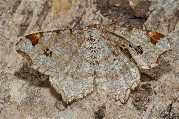 Light grey corner-winged peeper