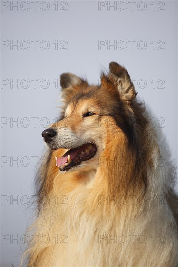 Scottish shepherd dog