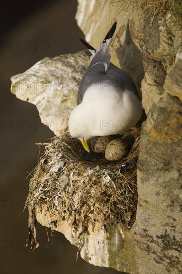 Larus tridactylus