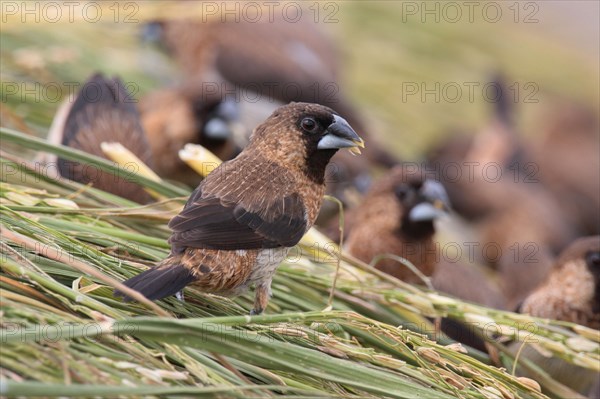 White-rumped munia