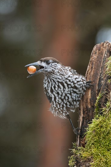 Spotted Nutcracker