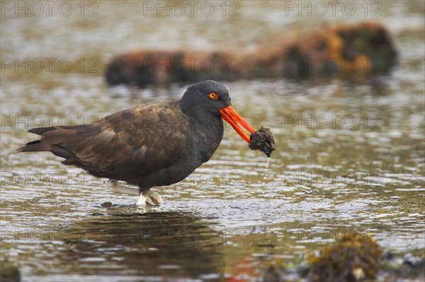 Blackish oystercatcher