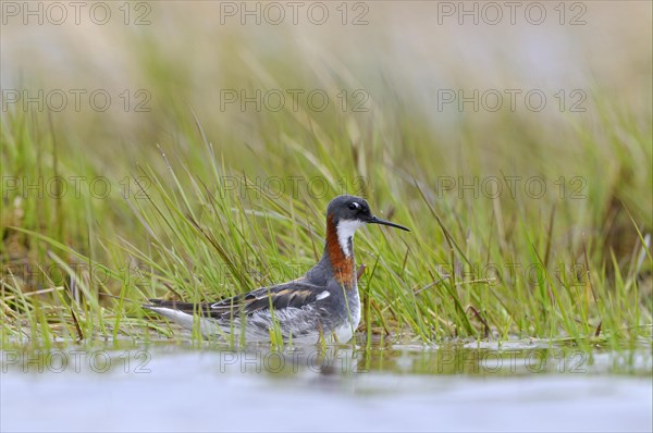 Red-necked Phalarope