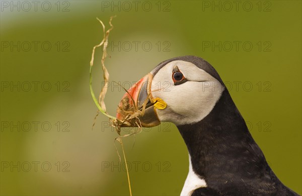 Atlantic Puffin