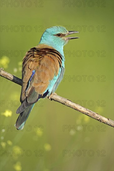 European Roller