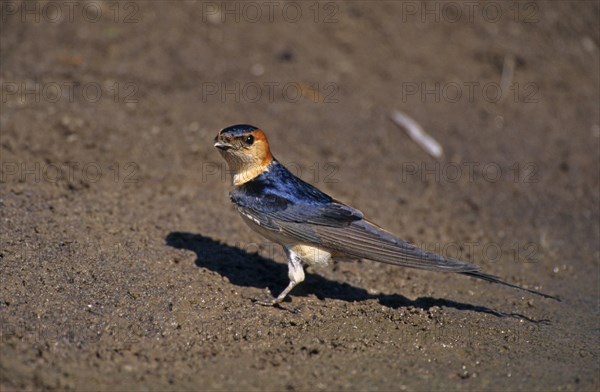 Reborn red-rumped swallow