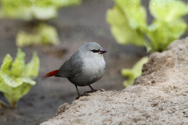 Lavender Waxbill