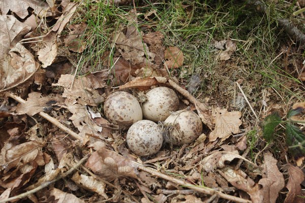 Eurasian woodcock