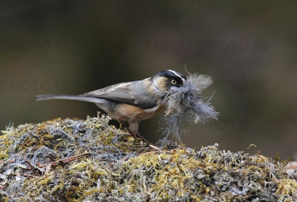 Aegithalos iouschistos bonvaloti