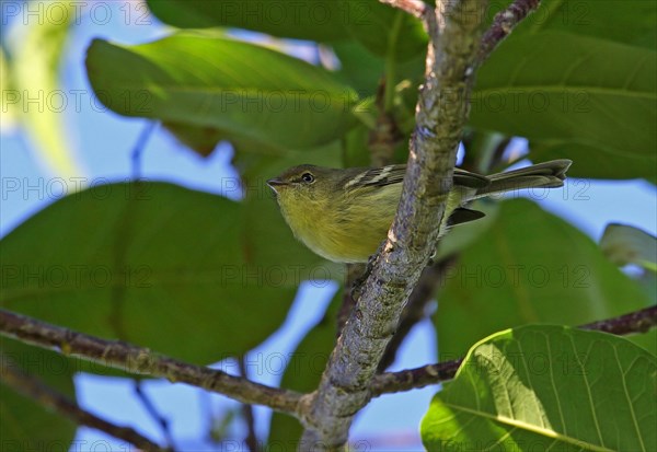 Flat-billed vireo