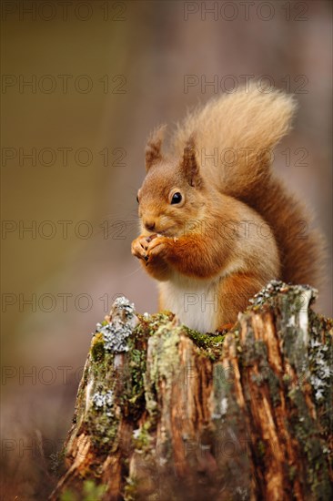 Adult Eurasian red eurasian red squirrel