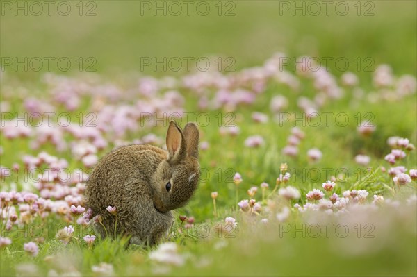 European rabbit