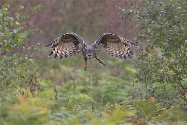 Eurasian eagle-owl