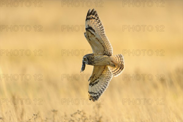 Short-eared Owl