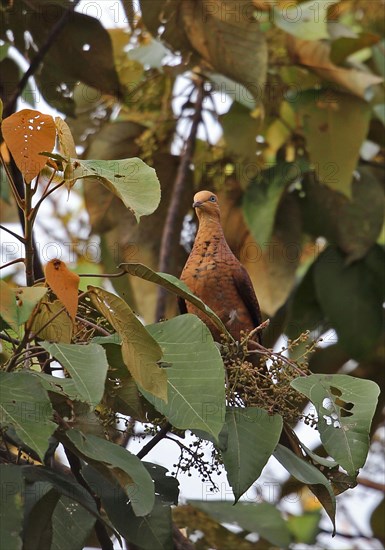 Little Cuckoo Dove