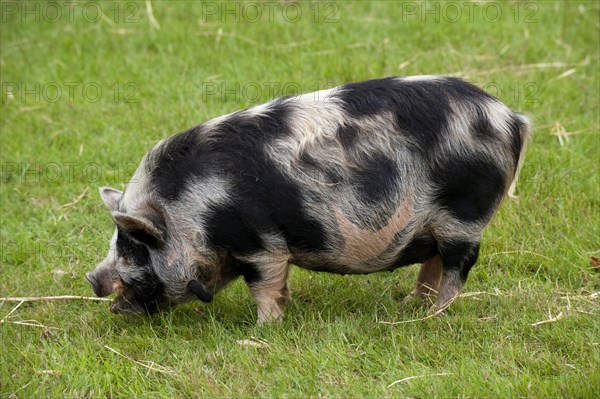 Domestic pig