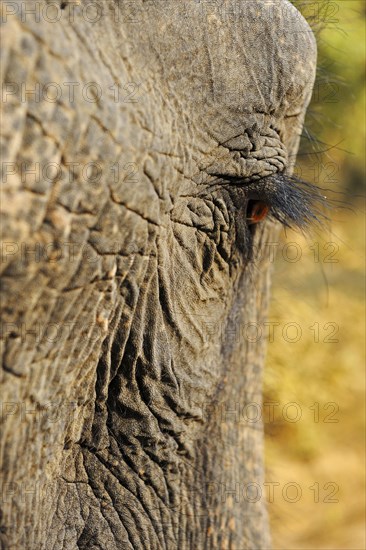 Asian Elephant