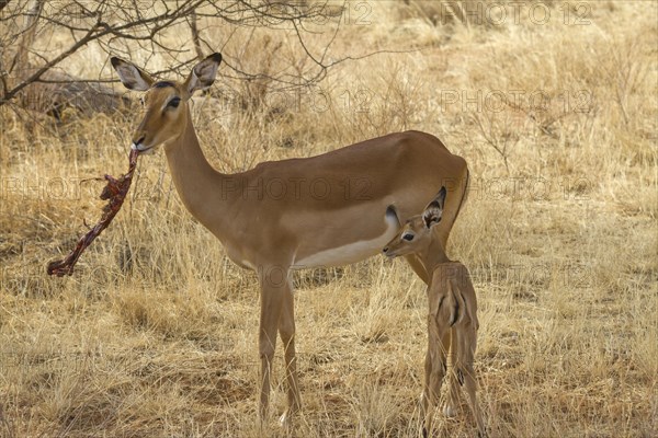 Impala