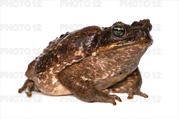 Cane toad