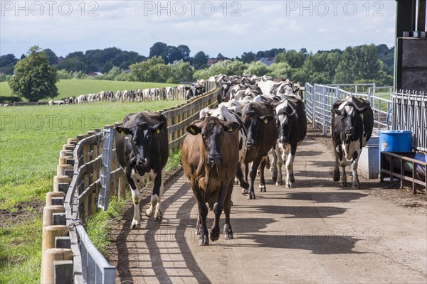 Dairy farming